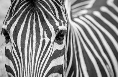 Zebra up-close